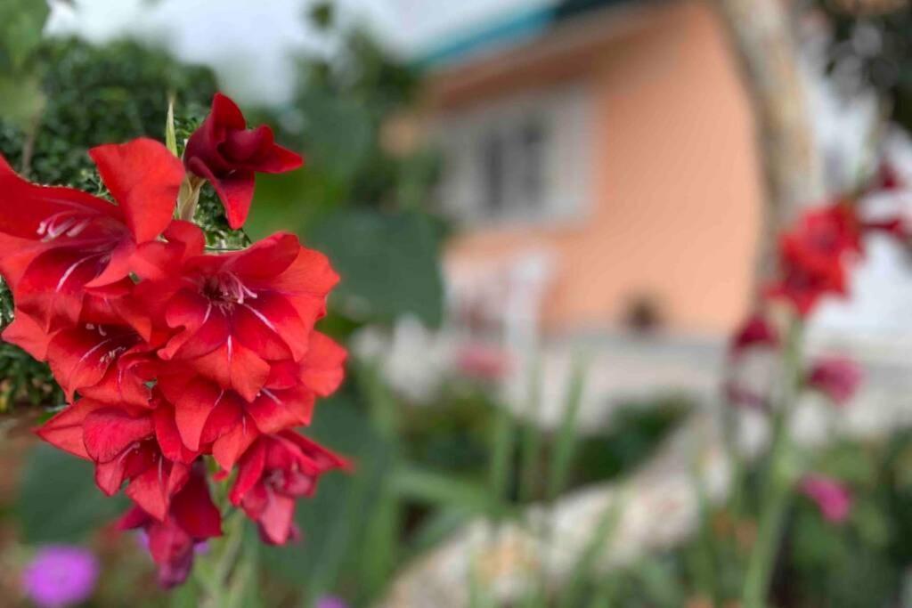 Ferienwohnung Manuel Korčula Exterior foto